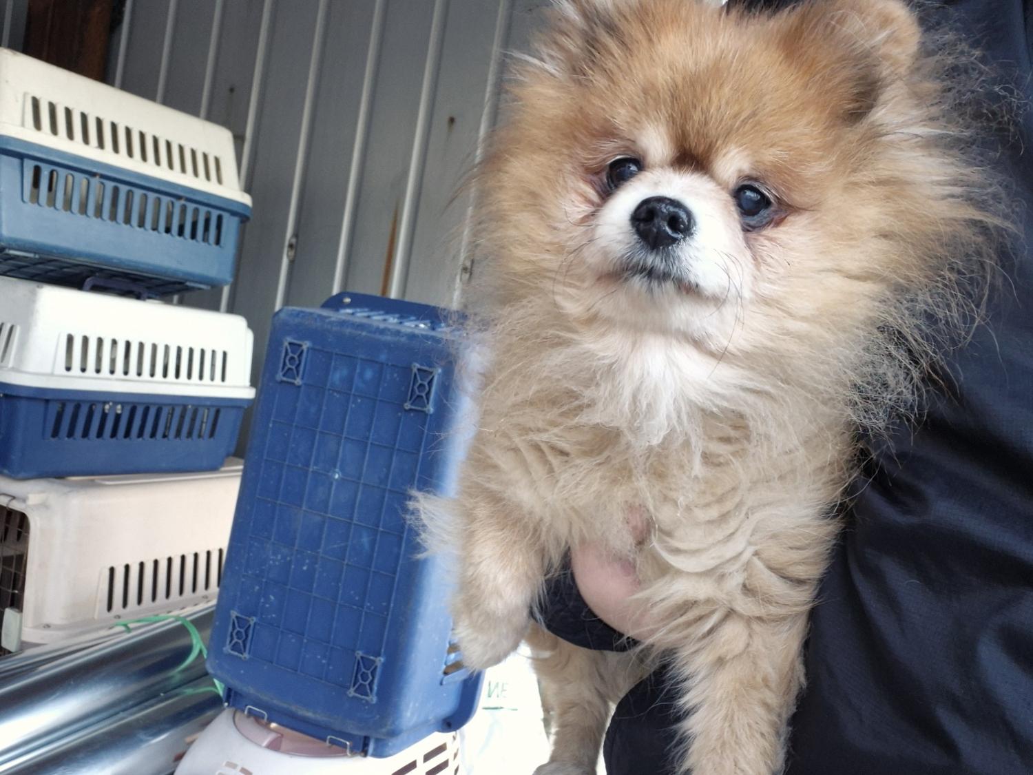 한국야생동물보호협회_441383202400720